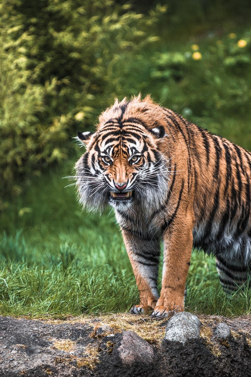 Download wallpaper 800x1200 tiger, aggression, teeth, face, grass ...