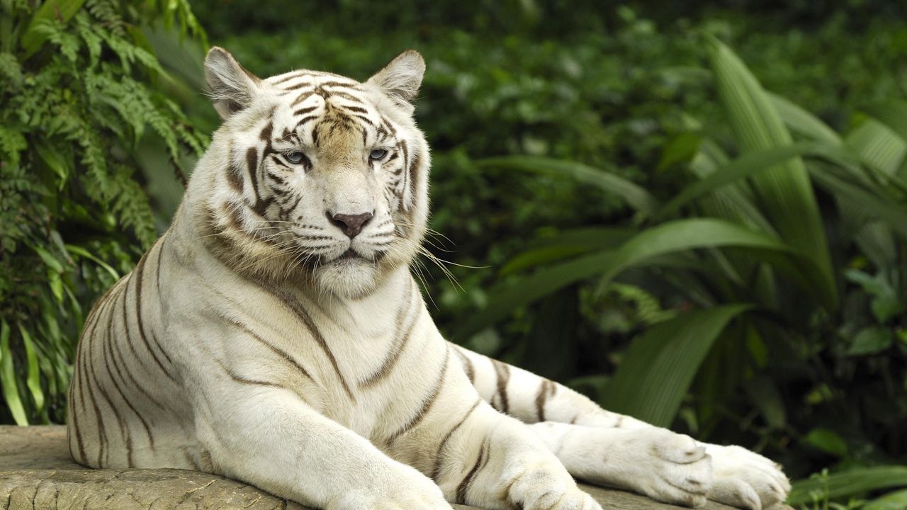 Wallpaper tiger, albino, big cat, predator, lying