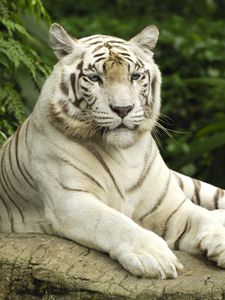 Preview wallpaper tiger, albino, big cat, predator, lying