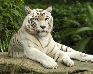 Preview wallpaper tiger, albino, big cat, predator, lying