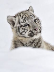 Preview wallpaper tiger, albino cub, snow
