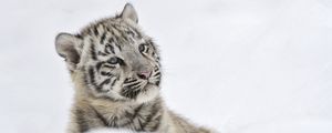 Preview wallpaper tiger, albino cub, snow