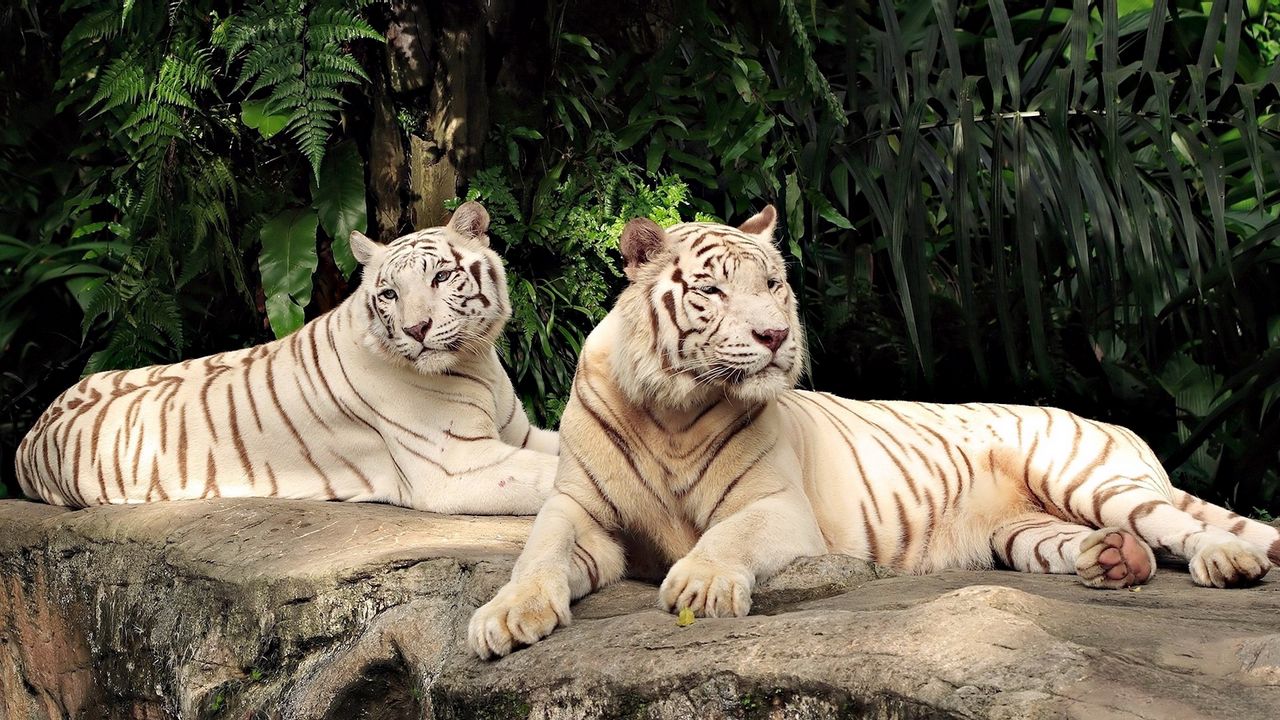Wallpaper tiger, albino, down, trees, predators