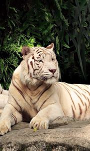 Preview wallpaper tiger, albino, down, trees, predators