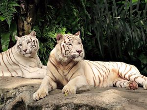 Preview wallpaper tiger, albino, down, trees, predators