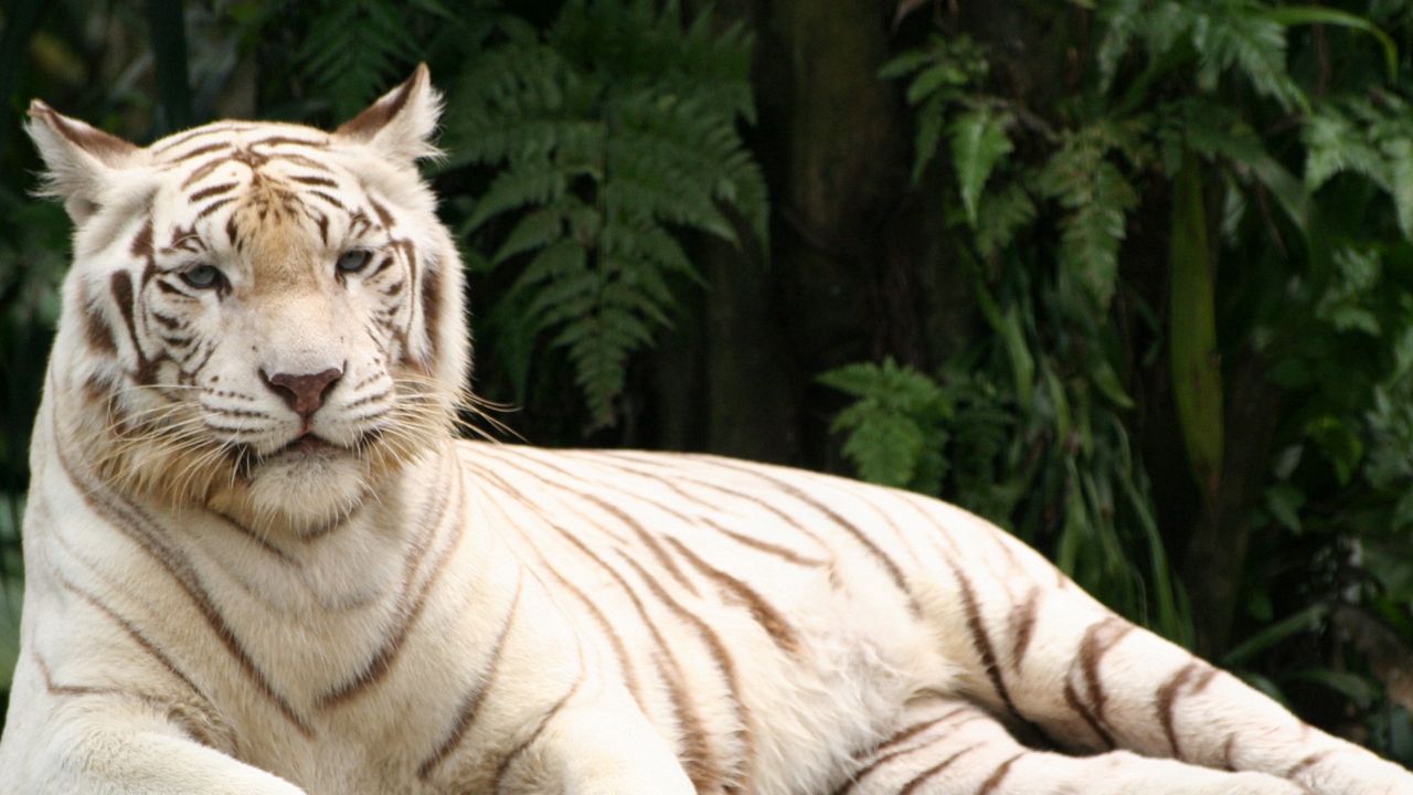 Wallpaper tiger, albino, down, striped, predator
