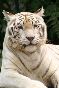 Preview wallpaper tiger, albino, down, striped, predator