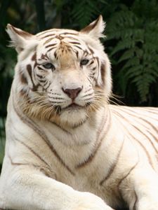 Preview wallpaper tiger, albino, down, striped, predator