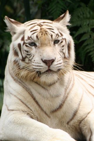 Download wallpaper 320x480 tiger, albino, down, striped, predator ...