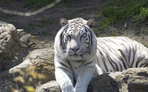 Preview wallpaper tiger, albino, down, predator