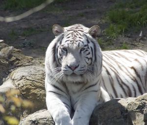 Preview wallpaper tiger, albino, down, predator