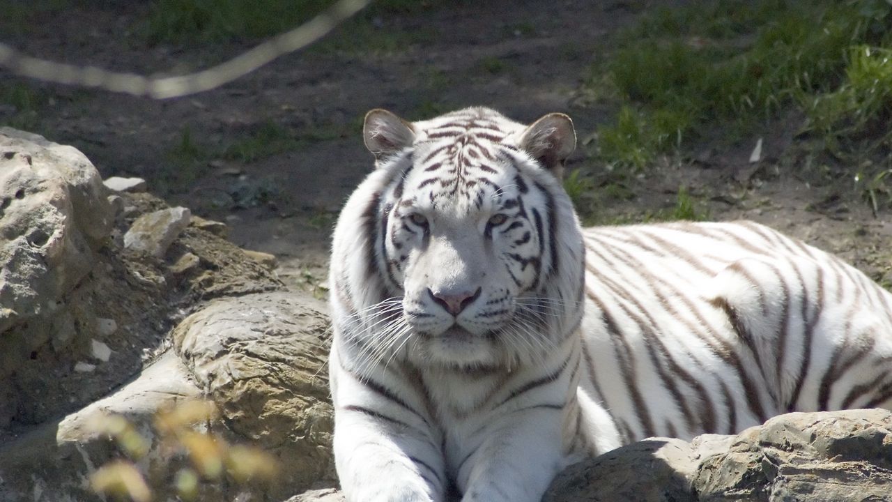 Wallpaper tiger, albino, down, predator hd, picture, image