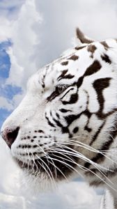 Preview wallpaper tiger, albino, face, profile