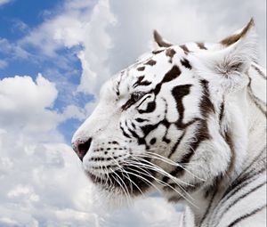 Preview wallpaper tiger, albino, face, profile