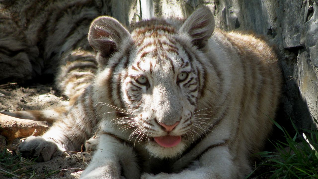 Wallpaper tiger, albino, face, shadow, predator, lie