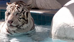 Preview wallpaper tiger, albino, face, water, view