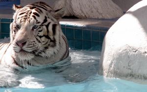 Preview wallpaper tiger, albino, face, water, view