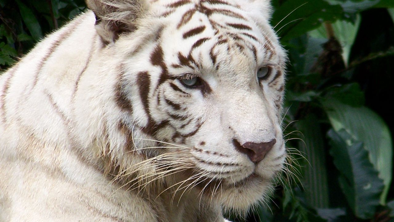 Wallpaper tiger, albino, face, striped