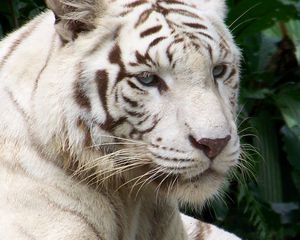 Preview wallpaper tiger, albino, face, striped