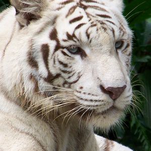 Preview wallpaper tiger, albino, face, striped