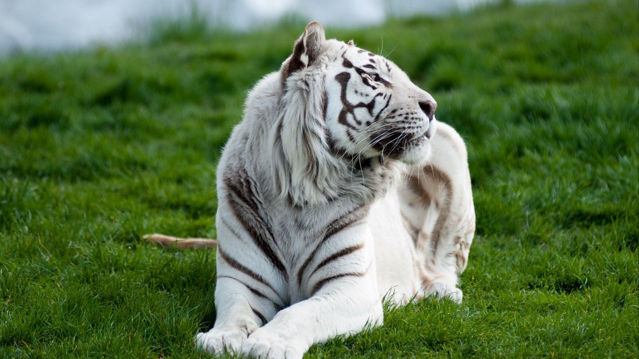 Wallpaper tiger, albino, grass, lie, predator, big cat