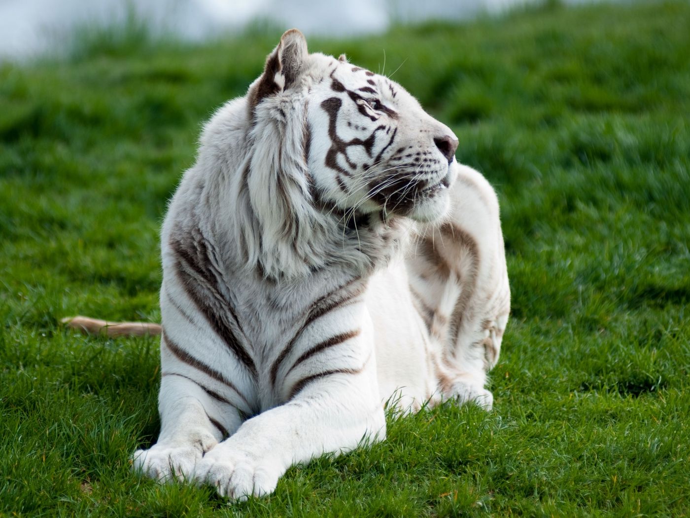 Download wallpaper 1400x1050 tiger, albino, grass, lie, predator, big ...