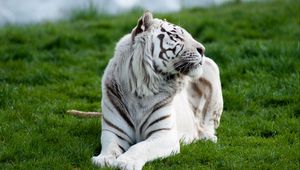 Preview wallpaper tiger, albino, grass, lie, predator, big cat