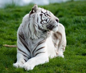 Preview wallpaper tiger, albino, grass, lie, predator, big cat