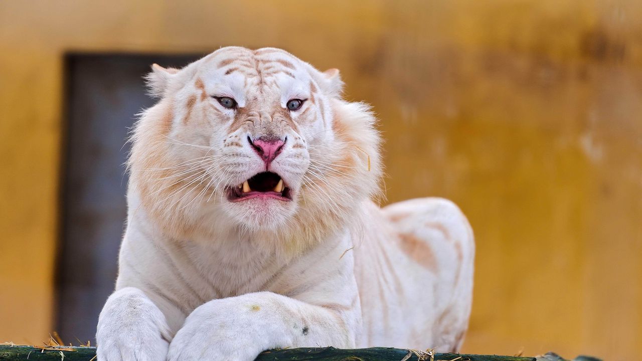 Wallpaper tiger, albino, grin, predator