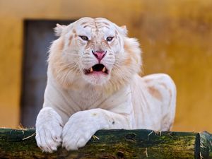 Preview wallpaper tiger, albino, grin, predator