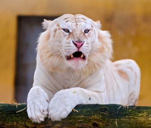 Preview wallpaper tiger, albino, grin, predator