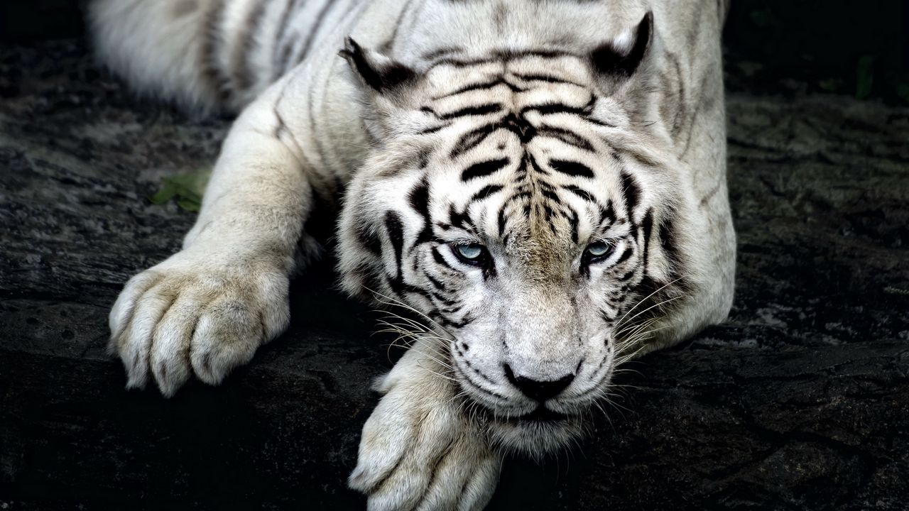 Wallpaper tiger, albino, lie, muzzle