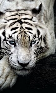 Preview wallpaper tiger, albino, lie, muzzle