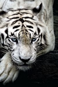 Preview wallpaper tiger, albino, lie, muzzle