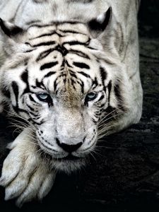Tiger old mobile, cell phone, smartphone wallpapers hd, desktop backgrounds  240x320, images and pictures