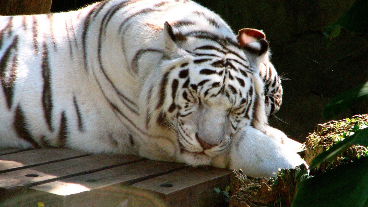 Wallpaper tiger, albino, lie down, sleep