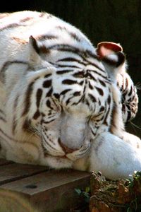 Preview wallpaper tiger, albino, lie down, sleep