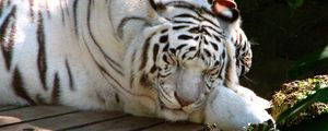 Preview wallpaper tiger, albino, lie down, sleep