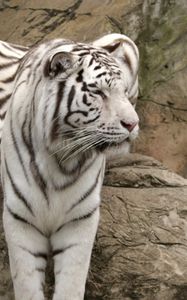 Preview wallpaper tiger, albino, sit, big cat