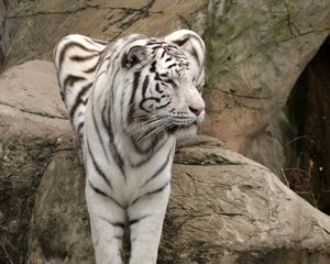 Preview wallpaper tiger, albino, sit, big cat