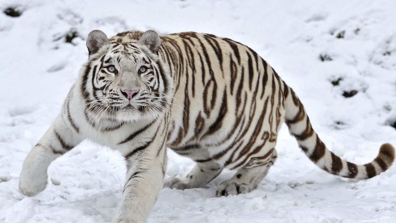 Wallpaper tiger, albino, snow, winter