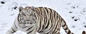 Preview wallpaper tiger, albino, snow, winter