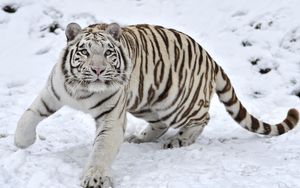 Preview wallpaper tiger, albino, snow, winter