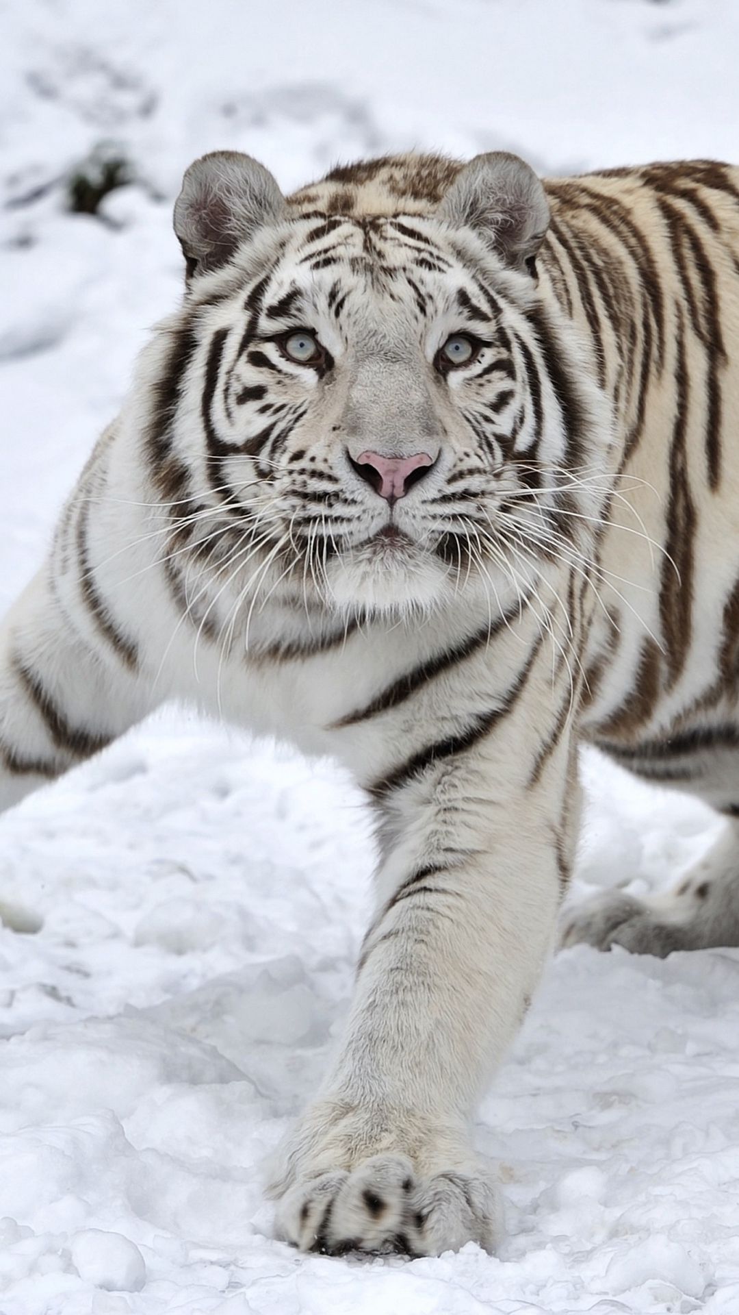 Download wallpaper 1080x1920 tiger, albino, snow, winter samsung galaxy ...