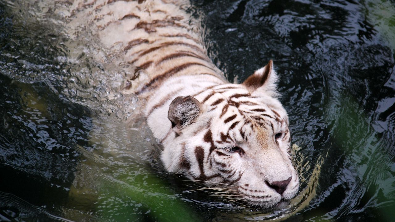 Wallpaper tiger, albino, swim, water, big cat, predator