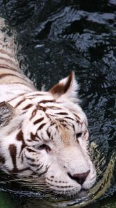 Preview wallpaper tiger, albino, swim, water, big cat, predator