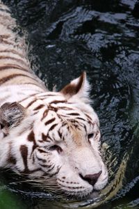 Preview wallpaper tiger, albino, swim, water, big cat, predator