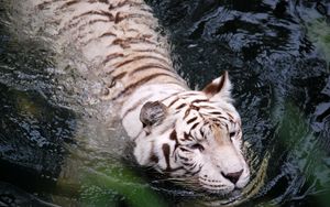 Preview wallpaper tiger, albino, swim, water, big cat, predator