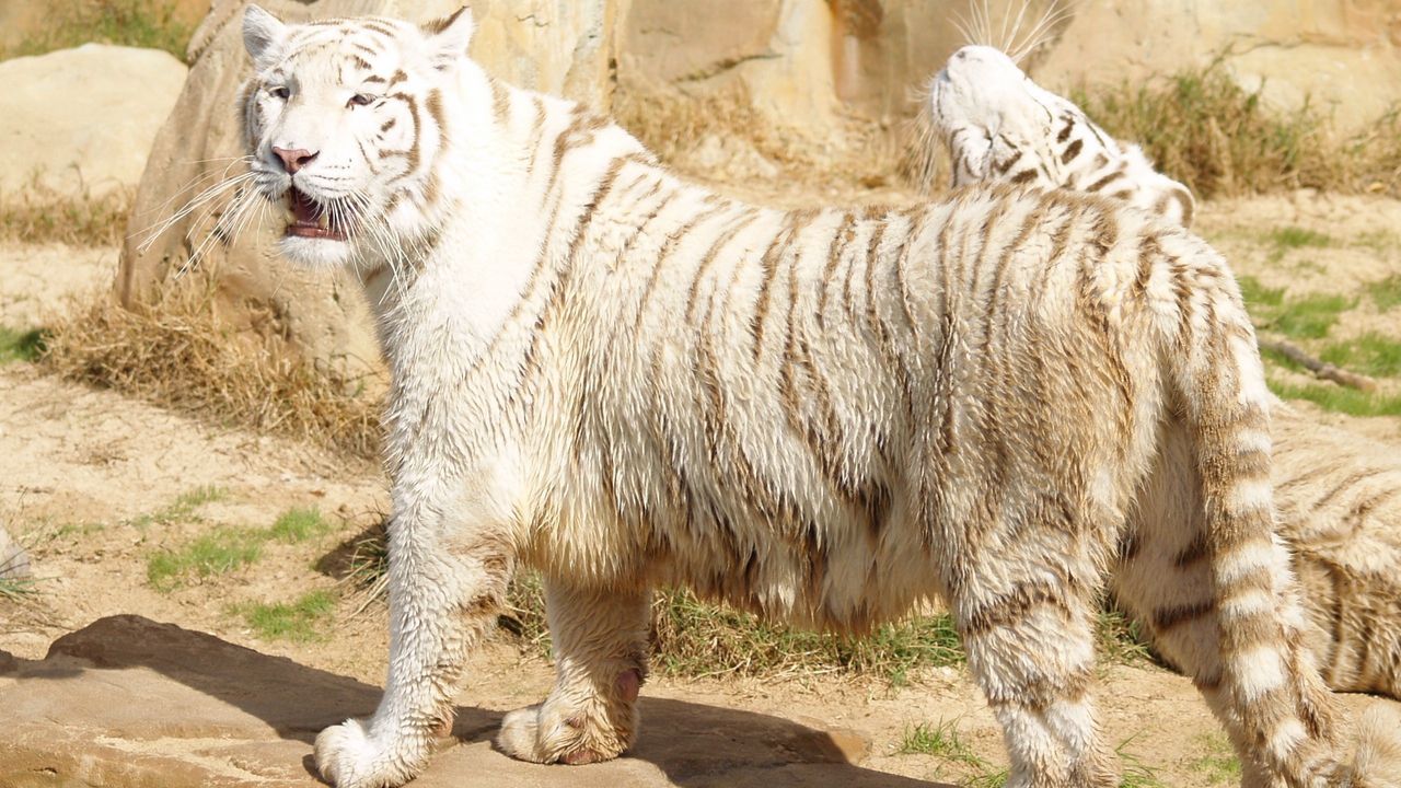 Wallpaper tiger, albino, thick, stand