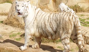 Preview wallpaper tiger, albino, thick, stand